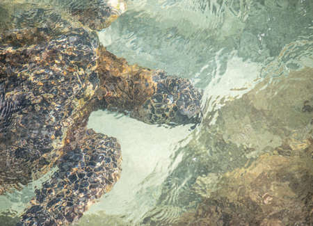 Sea Turtle Eating Under Water in Maui, Hawaii