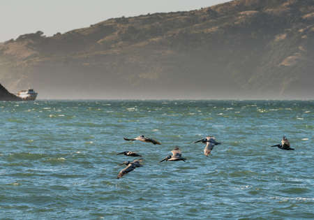 Brown Pelicans Flying over the Pacific Ocean in the San Francisco  Bay with hills and boat in the background.の写真素材