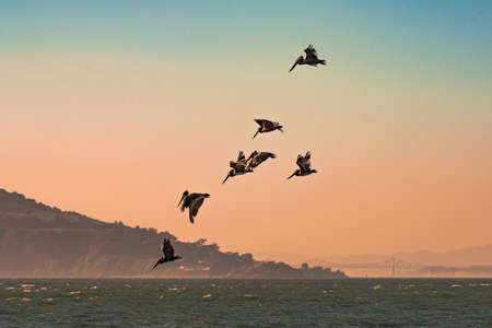 Brown pelicans flying over the pacific ocean in he San Francisco Bay with the bay bridge and hills in the background.の写真素材