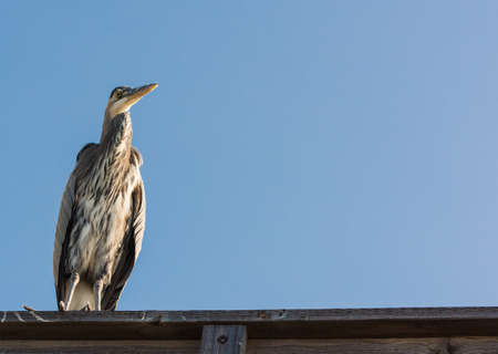 Great Blue Heron perched at the Pierの写真素材