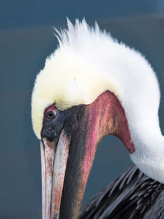 Brown pelican face close upの写真素材