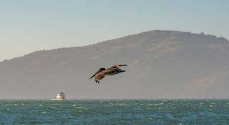 Brown pelican flying over the Pacific Ocean in the San Francisco Bayの写真素材