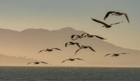 A flock of pelicans flying over the Pacific Ocean in the San Francisco Bay at Duskの写真素材