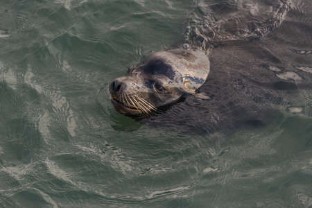 Sea Lion Swimming in the Oceanの写真素材