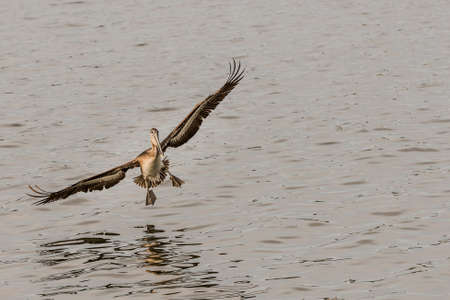 Brown pelican landing into the Pacific Oceanの写真素材