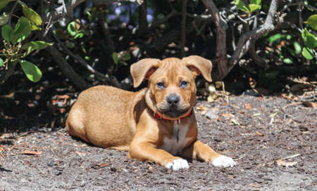 Puppy Dog Outside Boxer Pit Bull Mixの写真素材