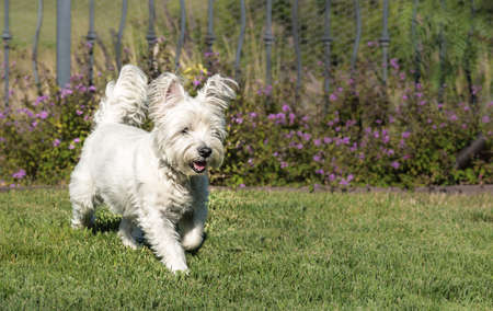 West highland white terrier dog running in the green grass.の写真素材