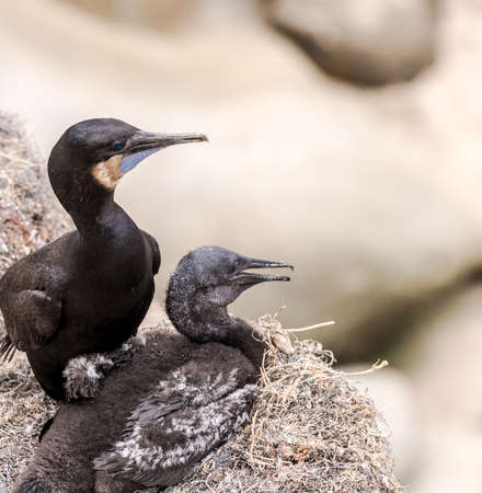 Brandt's Cormorant Birds Nestingの写真素材