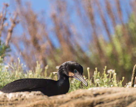 Brandt's Cormorant bird sitting on the Cliffs on a sunny dayの写真素材