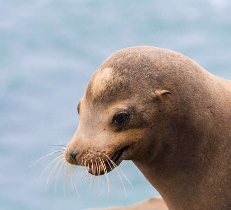 Sea lion head portrait close up on a sky blue backgroundの写真素材
