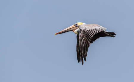 Brown pelican flying in a clear blue sky close upの写真素材