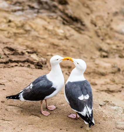 Seagulls in Loveの写真素材