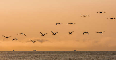 A photograph of a flock of birds flying over the Pacific Ocean in the San Francisco Bay at duskの写真素材
