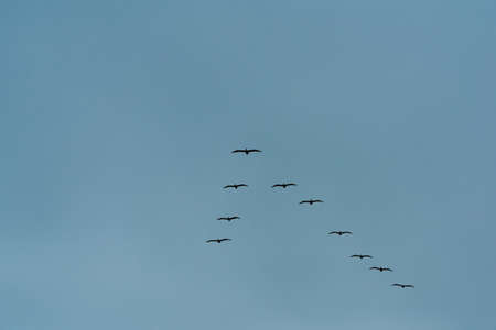Flock of birds flying in a v formation in a blue skyの写真素材