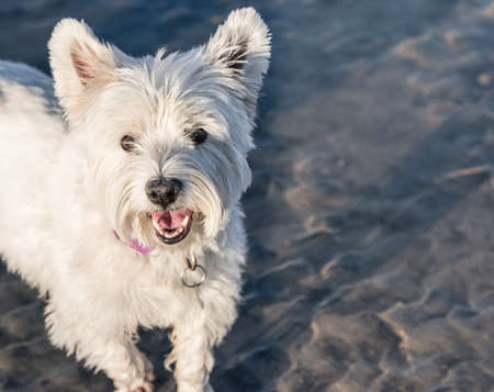 West Highland White Terrier Dog Portraitの写真素材