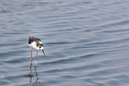 Black Necked Stilt standing in water in Baylands Nature Preserveの写真素材
