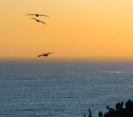 pelican silhouettes flying over the Pacific Ocean at sunset in Pismo Beach, Californiaの写真素材