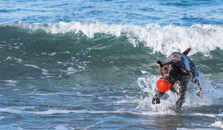 Dog playing in the ocean with a red ballの写真素材