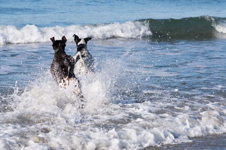 Two dogs running into the oceanの写真素材