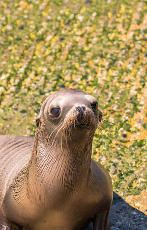 Young California sea lion portraitの写真素材