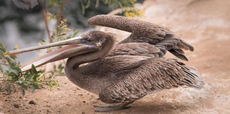 Brown pelican grabbing at a plant on the cliffs in La Jolla, California close upの写真素材