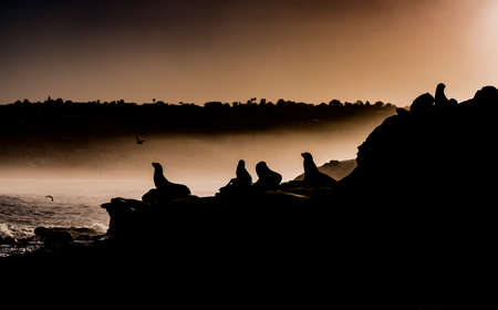 Silhouettes of sea lions on the rocky coast in La Jolla, California at duskの写真素材