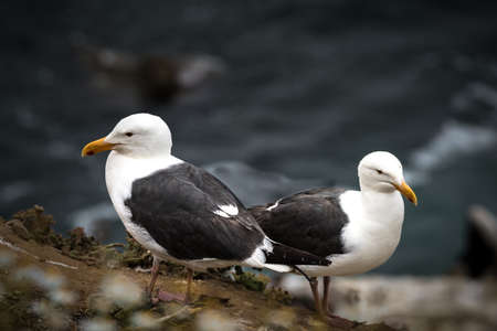 A photograph of two seagulls standing on the coast close up in La Jolla, California on lookout.の写真素材
