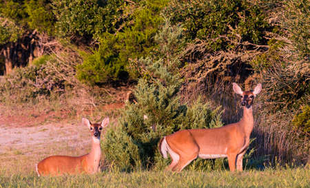 Two White Tailed Deer Doe in a green grassy field in Hatteras Island, North Carolina, Outer Banksの写真素材