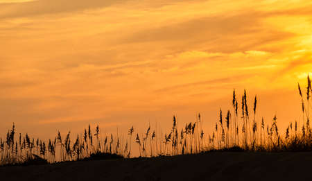 Sunset sky in the Outer Banks, North Carolina dunes.の写真素材