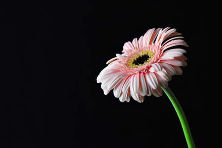  Pink Flower