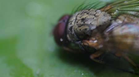 A fly on green backgroundの写真素材
