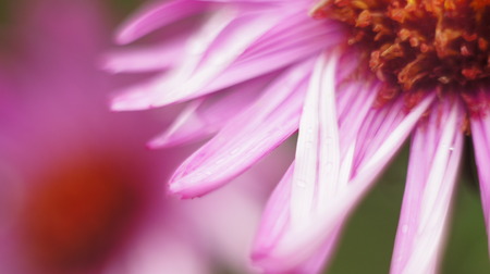 Pink flower close up green backgroundの写真素材