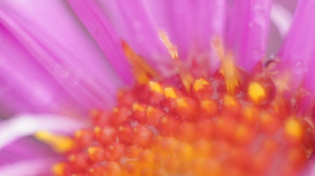Pink flower close up green background の写真素材