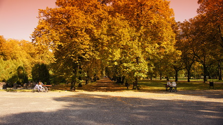Autumn fall Gold with Leaves Trees in a beautiful park with sun dayのeditorial素材