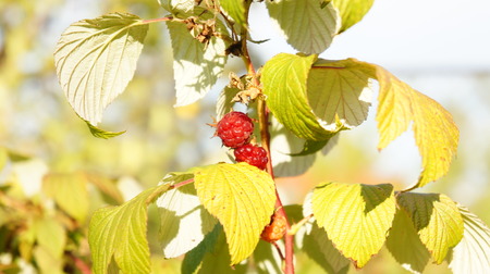 Raspberry plant in raspberry bush