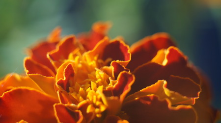 Orange flower in garden green back ground.の写真素材
