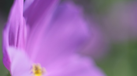 Close Up Purple Cone Flower Blossom In The Gardenの写真素材
