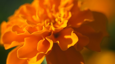 Orange flower in garden green back ground.の写真素材