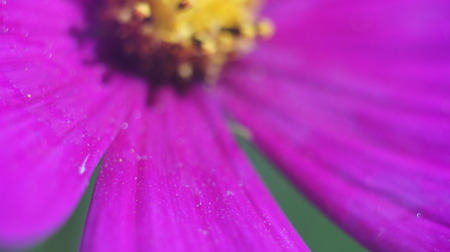 Close Up Purple Cone Flower Blossom In The Gardenの写真素材