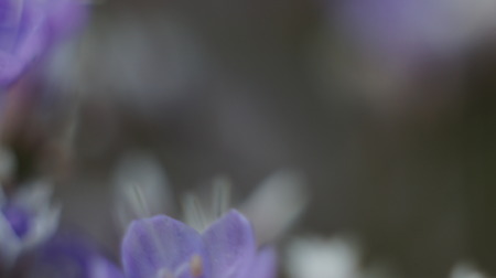 Small Defocused blue Flowers (Gypsophila) as Natural 