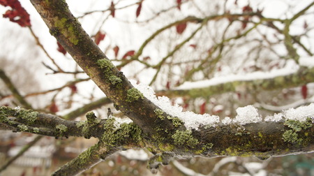 Frozen tree branch in the park with red flowers in the snow background.の写真素材