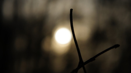  The sun in the forestの写真素材