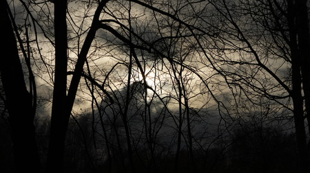  The sun in the forest
