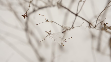 Frozen tree branch. snow on tree snow and branch texture backgroundの写真素材