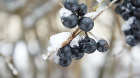 Snow on Blueberry Bush, plant backgroundの写真素材
