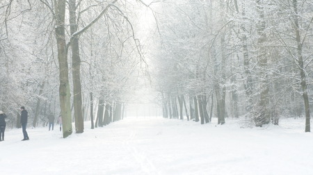 A lane true a park after a a lot of snow stormのeditorial素材