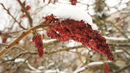 Frozen tree branch in the park with red flowers in the snow background.の写真素材