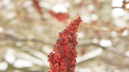 Frozen tree branch in the park with red flowers in the snow background.の写真素材