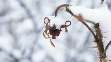 Frozen tree branch. snow on tree snow and branch texture backgroundの写真素材