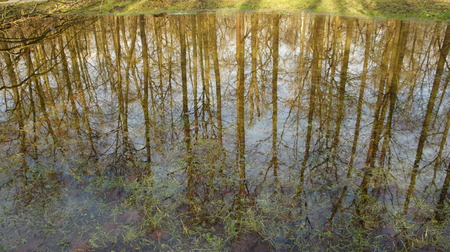 Winter in the forest. Reflection of pines in an open bog and ripples in the water.
